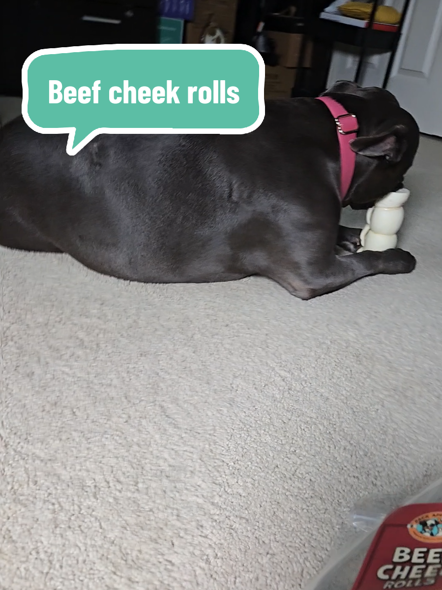 This huge dog chew will last for a super long time. #beefcheek #dogchews #longlastingdogchews #enrichmentfordogs #tiktokshopcreatorpicks 