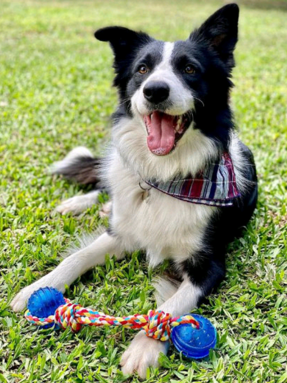 Proporcione momentos de diversão e cuidado para seu pet com o Kit 4 Brinquedos Corda Pet! 🐶✨ Feitos com material resistente e seguro, nossos brinquedos ajudam a fortalecer a mandíbula, manter os dentes limpos e aliviar o estresse do seu cãozinho. Sortidos e coloridos, são perfeitos para brincar em casa ou ao ar livre, estimulando o corpo e a mente do seu amigo de quatro patas. Com a Patzo, você garante qualidade, durabilidade e carinho em cada produto, ajudando animais a se manterem felizes e saudáveis. Benefícios: Mordedores resistentes que duram mais Cores sortidas que estimulam os sentidos Mantém dentes e gengivas saudáveis Promove diversão e bem-estar Ideal para todas as raças e tamanhos Patzo – Distribuidora líder de produtos Pet 🐾 #BrinquedoPet #CachorroFeliz #PetCare #DiversãoPet #SaúdeAnimal 