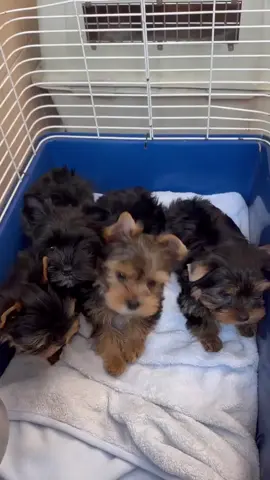 #teacupyorkiepuppies @Teacup yorkie puppies 💕❤️  still available 