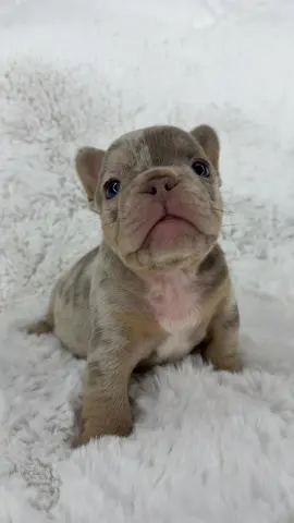 Isabella with tan point Merle tri color  #puppy #puppies #frenchie #frenchbulldog #4nfrenchies 