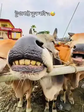 আপনার বন্ধুকে খুজে পাওয়া গেছে 🌚🙂👍#foryou #foryoupage #unfrezzmyaccount #foryoupage #foryou 