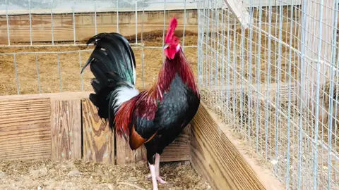 @bao siting @Trại Gà Bảo Sting @Baosting_shop @BaoStingShop2 @Bà Tuyết Trong Truyền Thuyết #baosting #trạigabaosting #Gabuombaosting #gamynhap 