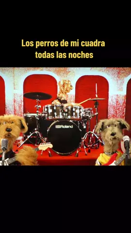SHOP SUEY -SYSTEM OF A DOWN- tributo perruno 🐕🤣🤘🎶🎸#paratiiiiiiiiiiiiiiiiiiiiiiiiiiiiiii #fypシ゚viral🖤tiktok #soad #rock #comedia 