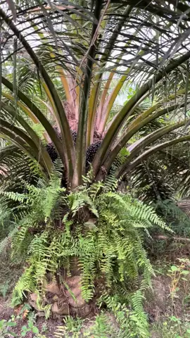 ppks simalungun #bibitunggul  #petanimilenial  #fyppppppppppppppppppppppp 