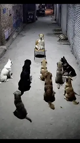 Bi Long#dog #cutedogs #loveanimals #pet #xuhuong 