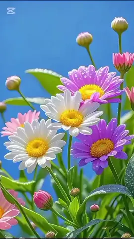 #CapCut #miércoles #diostebendiga #buenosdias #amigos 