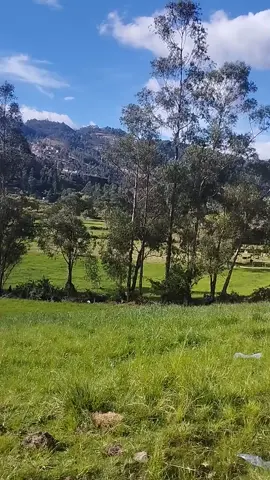 #losrelampagosdecajamarca🎶🎼🎵 #huaynocajamarquino♥️🇵🇪♥️ #cajamarca_perú🇵🇪 #musicacajamarquina🇵🇪🇵🇪 #porestehermosolugar🌲🏔️🏞️ 