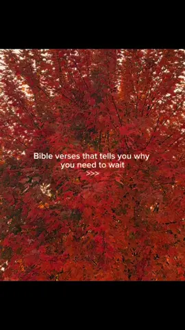 #otoño🍁🍂 #animo #Otoño #naturaleza #fe 