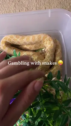Y’all don’t get your panties in a bunch this video isn’t actually gambling with snakes 😭😭 ##snakes##expo##reptile##safe##viral