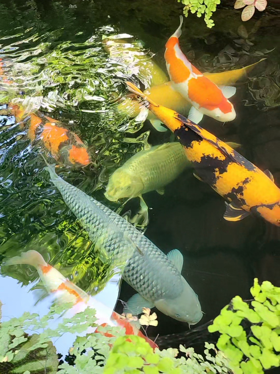 หุ่นล่ำ โตไว สีเด่นชัดอย่างมีคุณภาพ ต้องอาหารปลา P&N KOI  #น้ําใส #จุลินทรีย์ปรับสภาพน้ํา #บ่อปลา #ปลา #ปลาสวยงาม 