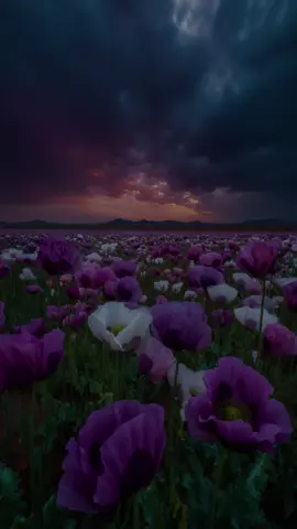 #CapCut #ebrahim_salama86 #اللهم_ارحم_ابي_وامي_وجميع_موتي_المسلمين_آمين #القران_الكريم 