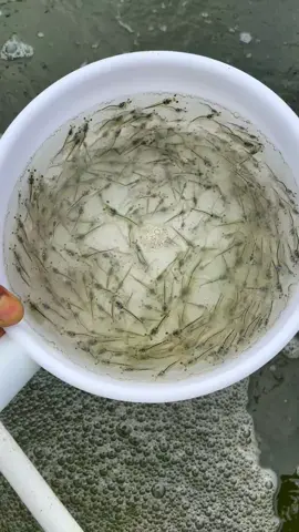 Xem tôm nhà em nhé cả nhà🦐#tomgiongninhthuan #tomgiong #huyentomgiong 