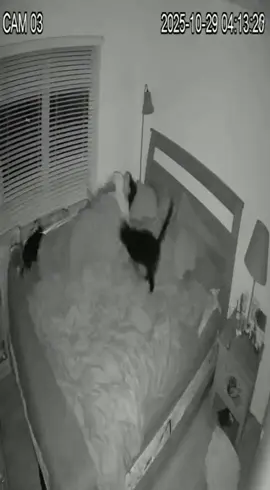 😾 When you think you’re safe to sleep… the cats have other plans! 🐈💥 It’s 3AM. I’m sound asleep… until they jump on my head, race across the bed like NASCAR, and tear down the blinds like it’s a demolition derby. 💀 Every cat owner knows this struggle — peaceful nights don’t exist when your house is ruled by furry little chaos demons. 😂 💬 Comment if your cats turn into parkour pros after midnight! 👇 Like, share, and tag a friend who needs a cat alarm clock! #CatComedy #FunnyShorts #SoraAI #BLAGGTV #CatPeopleProblems     It is not directed toward children and is made purely for entertainment purposes. 💬 Subscribe for more wild AI creations, talking animals, savage granny moments, and chaotic Ring-cam encounters! 👉 youtube.com/@blaggtv 📌 Follow BlaggTV 🐝 Facebook: facebook.com/RobertAlanBlaggJr 🎬 Instagram: instagram.com/blagg_tv 💀 TikTok: tiktok.com/@BlaggTV