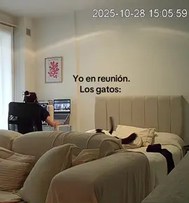 Pelea felina #gatos #gatitos #mascotas #humor #miercoles 