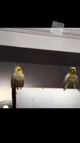 #humor#amolosanimales#fyppppppppppppppppppppppp#loros. 🦜