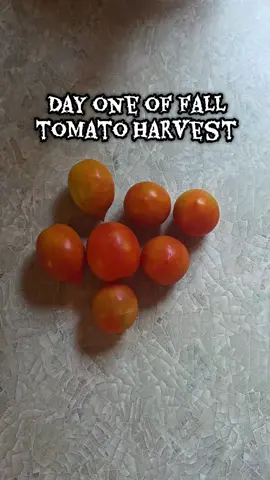 got a storm in lasy night so picked a few greener than i wouldve normally but they do ripen on the counter. so long as they got a good blush i comsider then game #tomatoes #gardening #organicproduce #homestead #fallharvest 