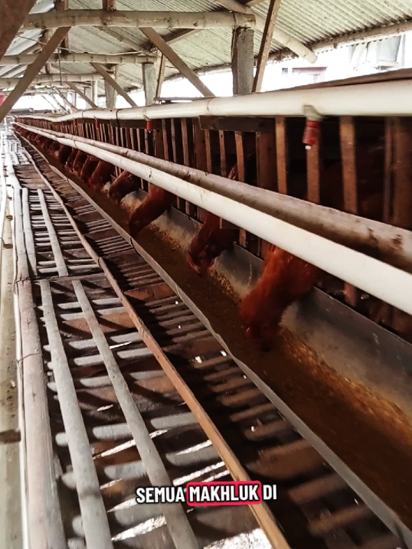 Sedang melaksanakan Program MBG Makan Bergizi Gratis selama 19 Minggu... Ayam makan terus belum memberikan hasil telur. Masa-masa seperti ini cobaannya besar, ingin dijual saja supaya segera dapat uang... bagaimana menurut kalian? #ayampullet #ayampetelur #peternakanayampetelur #mbg #budidayaayampetelur 