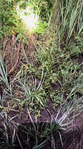 อยู่นิ่งแล้วว้าวุ่น#บ่วงซิ่งดักหนู 