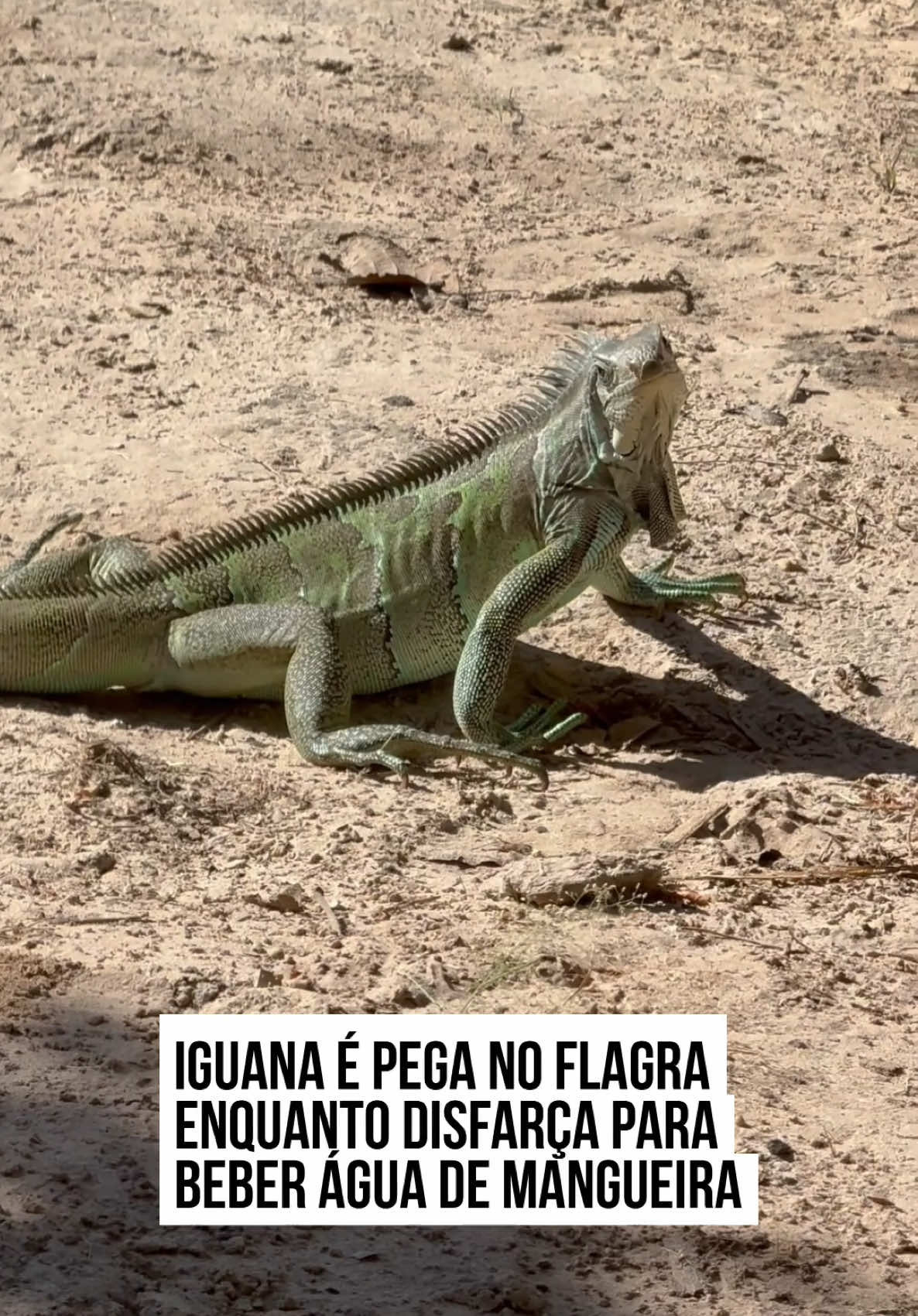 🥰  Uma #iguana muito simpática foi flagrada em sua missão para beber água fresca na mangueira de um rancho. Desconfiado, o #animal se move lentamente até finalmente poder matar a sede.  Enquanto ela caminhava pelo quintal, o casal Samara e Danilo aproveitou para registrar e conversar com a visita ilustre, já que as iguanas não são muito receptivas. A cena divertida encantou os seguidores da dupla e logo viralizou nas #redes.  Linda demais, né? #entretênews ➡️ Veja mais em metropoles.com  📹 @@arenadapesca | @myhoodbr