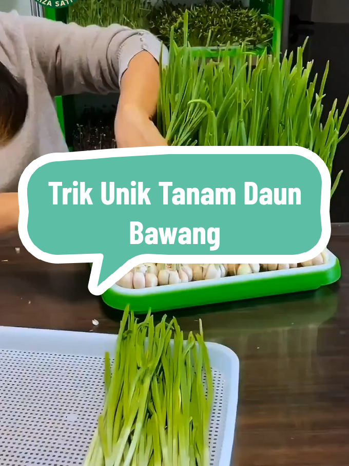 Cara Simple Tanam Daun Bawang Tanpa Tanah, Cukup di Nampan Air! #TanamSendiri #HidroponikRumahan #DaunBawangSegar #IdeUnik #UrbanFarming 