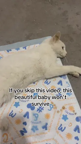 Miri’s condition is very serious now and needs IV fluids, otherwise he will die from dehydration soon. I hope everyone can help and donate to take Miri to the hospital for an IV. The daily fee is too high. I really can't afford such a high expense by myself. I hope everyone can help out together. Link in Bio to lend a hand 💞