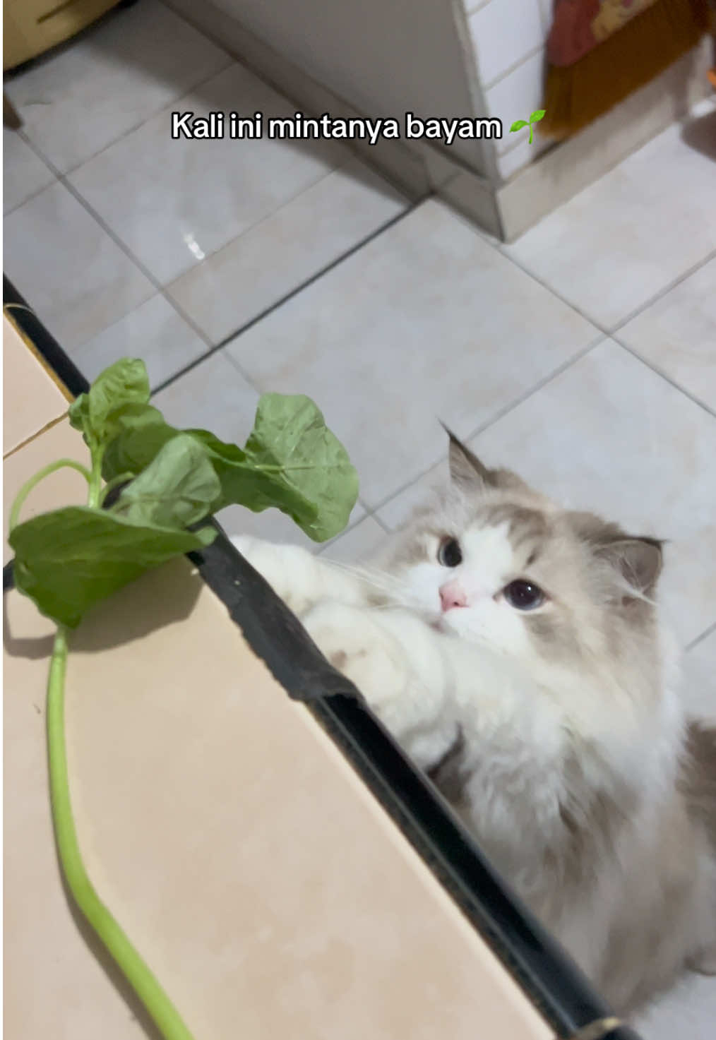 Snowee and spinach 🌱 #ragdollcat #cat #snowee #bayam #fyp 