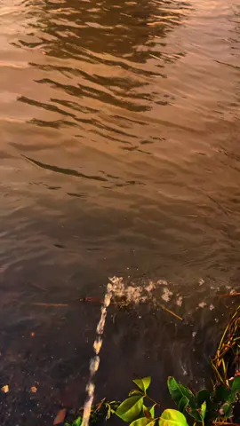 Mùa nước nổi quê mình #canhdepmientay #binhyen #chill #quehuong #chilltayninh📸 