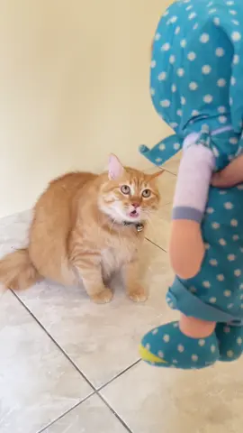 #kucingcore #kucingoren #kucingmarah #kucinggemoy #kucinglucu 