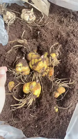 Củ ly nhà e đi đơn cho khách trồng hoa chơi tết đây ạ!#chuyencaygiongvannhung #videodoisong #hottiktok_xuhuong #hottiktok 