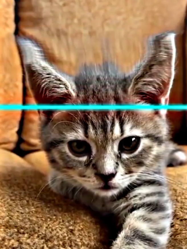 Funny cats with filter 🤣🤣 #fyp #foryoupage #viral #funny #memes #alightmotion #edit #_alphakapogi #funnyvideos #memesdaily #trending #xyzbca #fypシ 