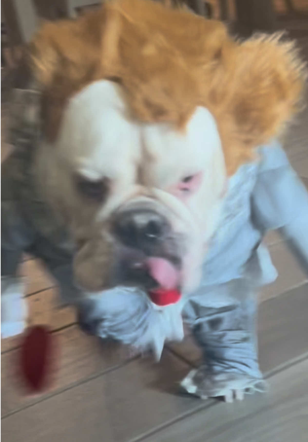 From couch potato to clown of your nightmares 🎈🐶 #HalloweenTransition #Pennywise #SpookySeason #IT #Halloween