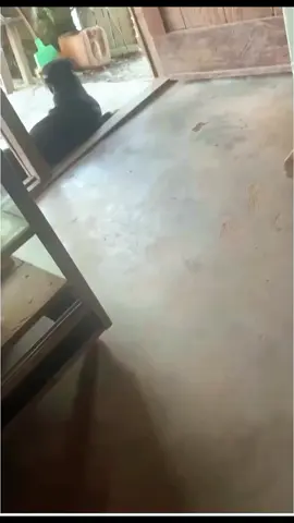 ipull ooo ipull #fyp#lucu #viralvideo #dog 