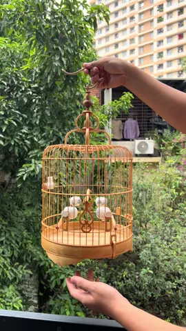 Lồng polung khuyên em sẵn ạ 😁 #longkhuyen #longchimkhuyen #longpolungkhuyen #longkhuyenggiare #longchimvac 