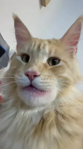 No wayyyyyyyyy #pet #gato #catsoftiktok #cat #fypシ゚viral 
