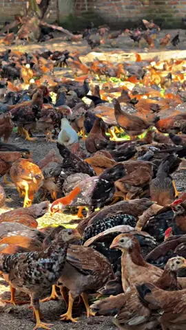 Peternakan Ayam Kampung Asli 🐓🐓🐓 #ayamkampung  #pyp  #peternakmuda  #puteraagrofarmsarana 