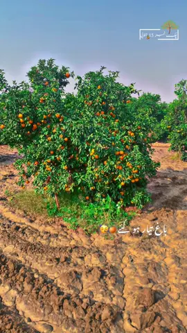 Chak no 15 sb pinda aly brand nay #fyp #newacountsuport #support #foryou #virlreels 