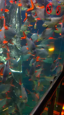 Patutlaa mancing asek kompaw ajee. Jenuh nak mendapat ke saiz besor². Sini duduk rupanya awok ini. Saiz gabak² yak. Ikan semua warna cantik, sihat². Mantap semoga spesis ni terus terpelihara dalam negara kita.  Lampam Sungai, Tinfoil Barb, Barbonymus schwanenfeldii, (Original Malaysia). #tinfoilbarb #lampam #sungai #aquaria #malaysia 