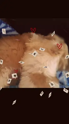 Mis bebes crecieron 🥹❤️ #fyppppppppppppppppppppppp #paratii #foryoupage 