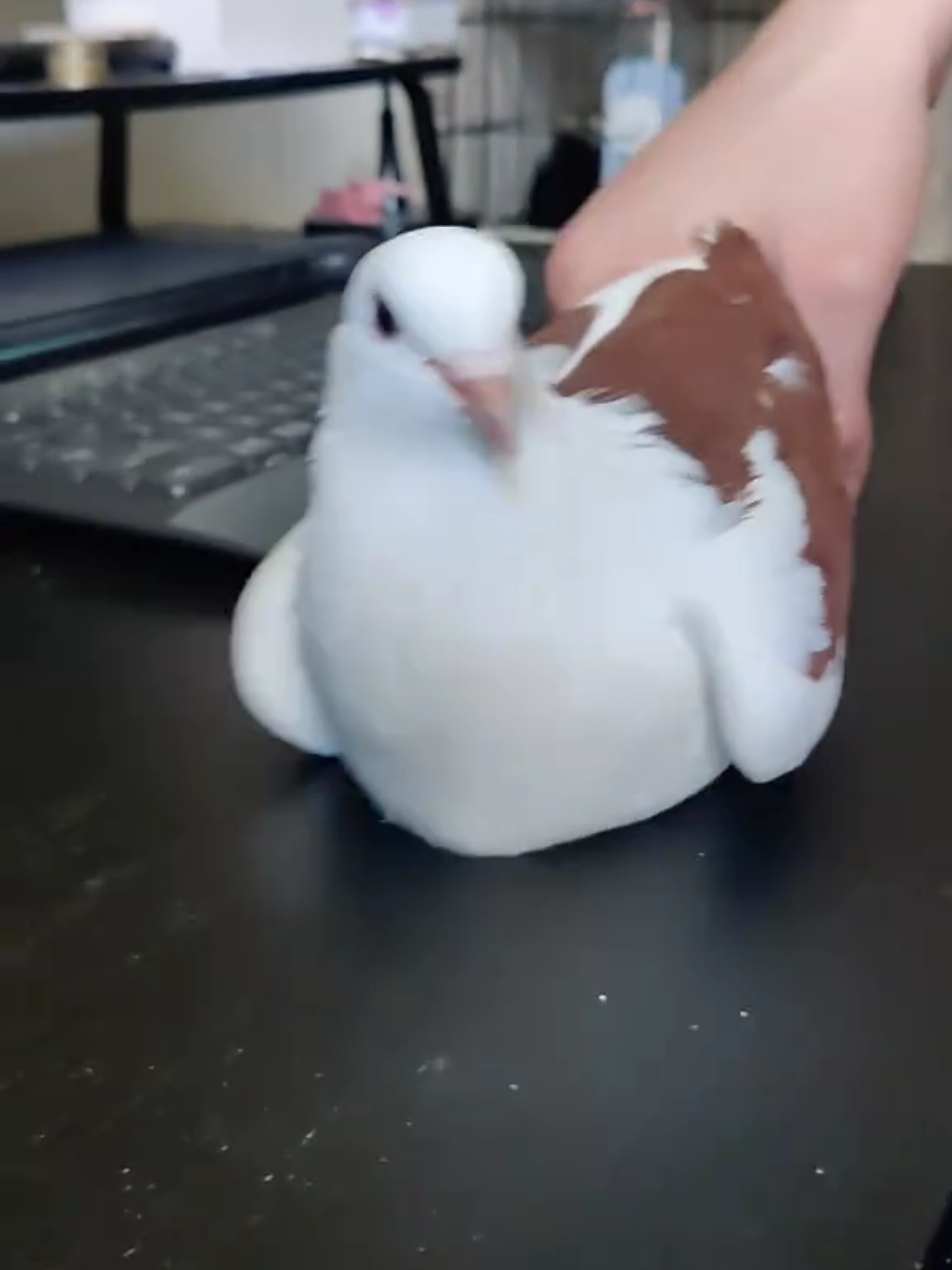 No racecar pigeons were hurt in the making of this video  (Zeus was chill, we let him go as soon as he was over it) #RescuePigeon #PigeonTok #Racecar #pigeon #birdsarentreal 