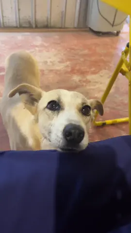 น้อง #หมาน่ารัก 