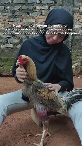 iya kan??#fyp #ayambangkoksuper #ayambangkokindinesia #ayam #ayampakhoy 