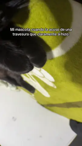 Bravo por una difamación más a mi persona 👏 #fyp #humor #comedia #gato #viral 