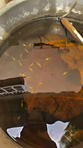 usia siap dipinang nih genkk, 40 ribu rupiah dapet sepasang full gold vietnam