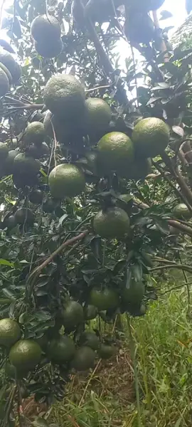 #camsanhvinhlong ,#camsanh  tầm  30 wip cho hàng chợ ....🥰🥰🥰🥰