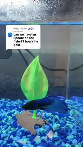Replying to @Katie🐚🌀 #petfish #betafish #fishtank #foryoupage #fyp 