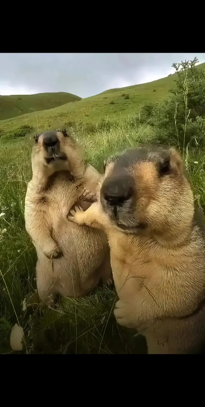 #xuhuong #中國女孩 #fyp #douyin抖音 #BlueArchive 