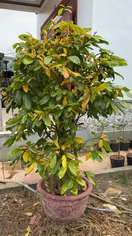 Mai vàng yên tử bất ngờ vàng lá #maivangyentu #maivangyentuhoangvi #maivang #vatlamaivang #maivangmienbac 