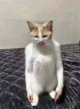 #西山ダディダディダンスai #西山ダディダディ 