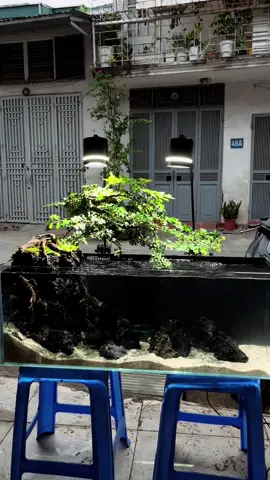 Càng đơn giản lại càng đẹp #setup #becadep #becacanh #thuysinh #ngocaquadesign 