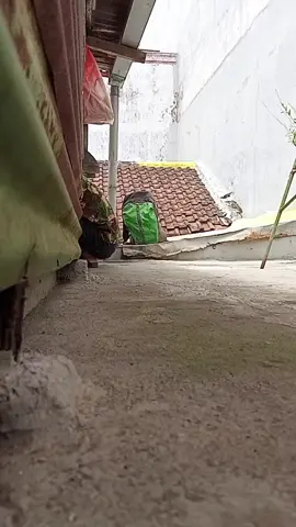 banterno jiiii😂#jogetpetakilan 